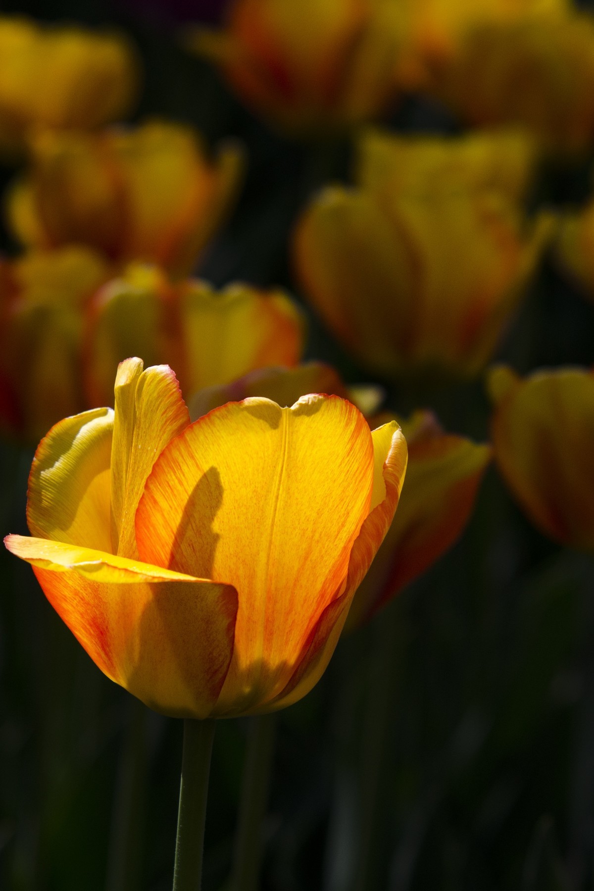 2022春花追拍记录-4