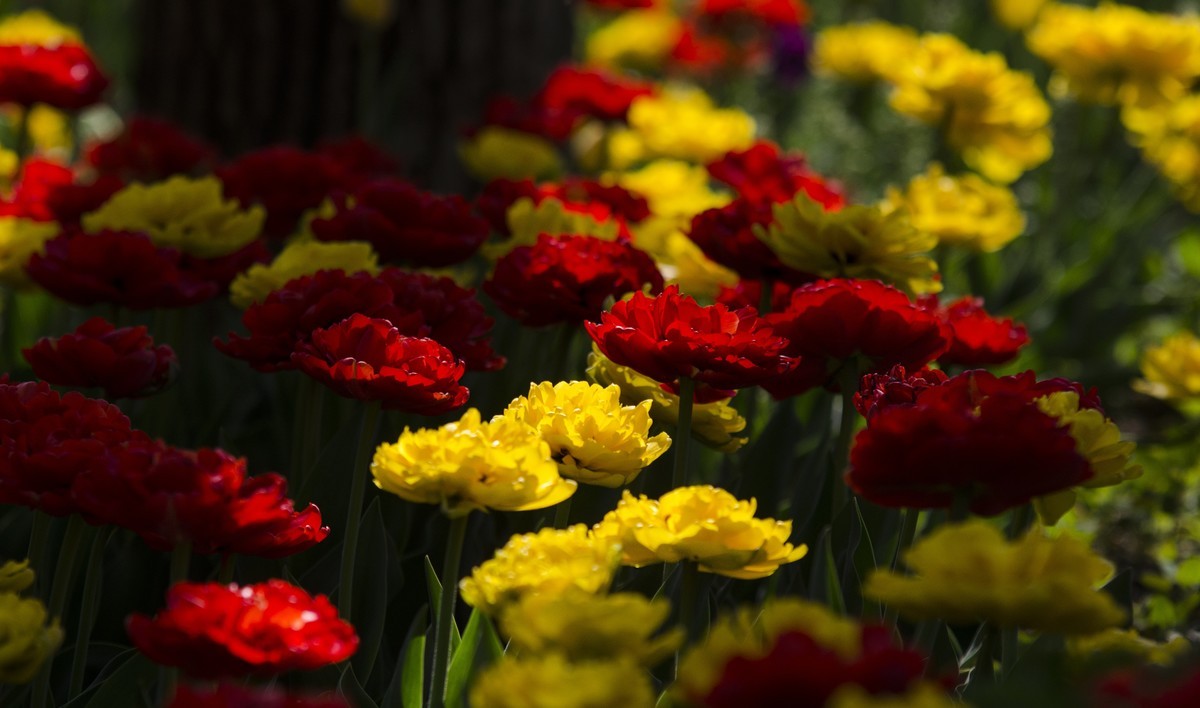 2022春花追拍记录-4