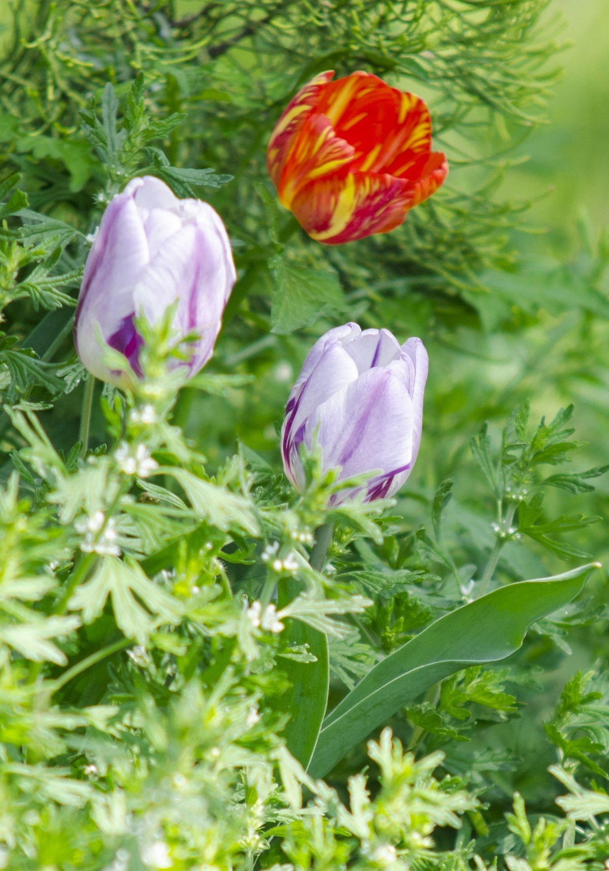 2022春花追拍记录-4