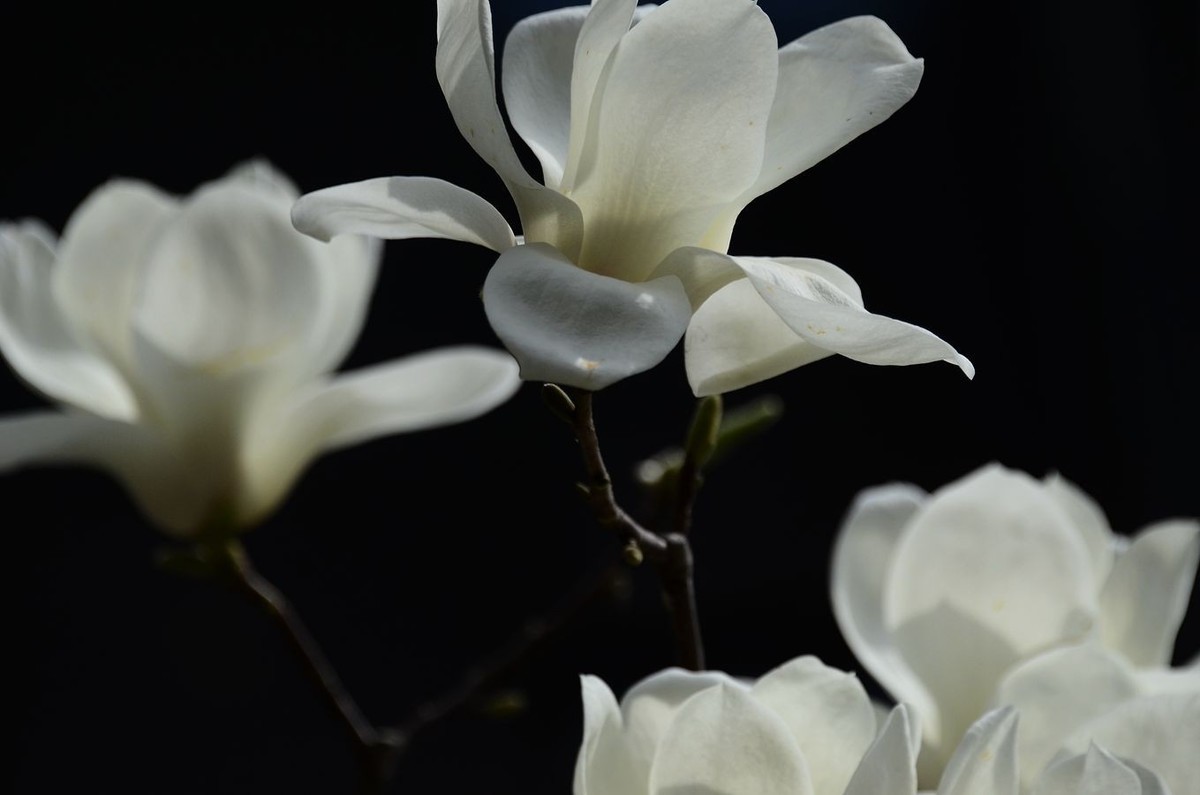 花卉系列【3344】