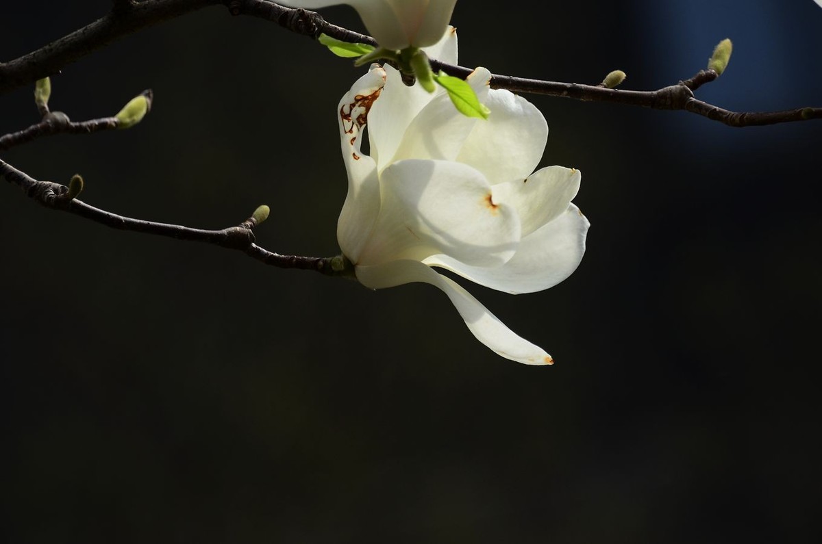 花卉系列【3344】