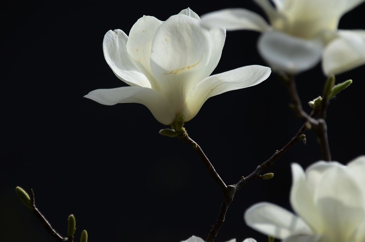 花卉系列【3344】