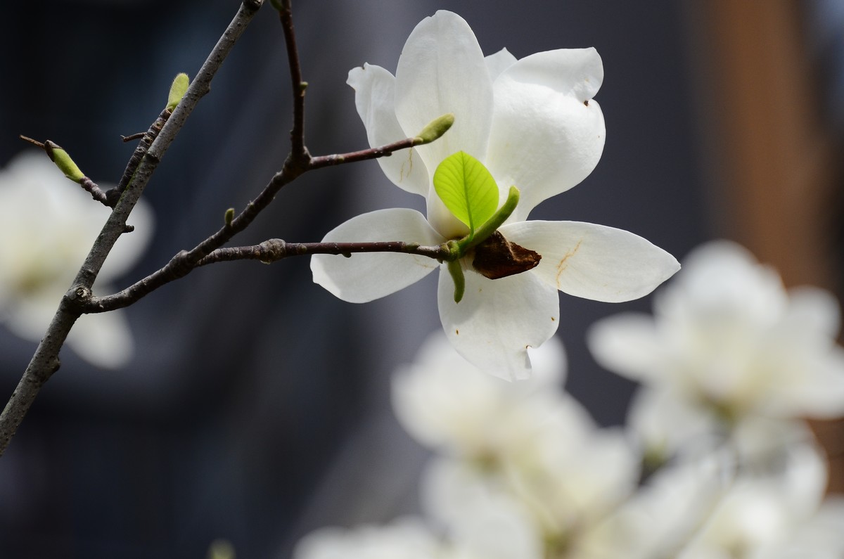 花卉系列【3344】