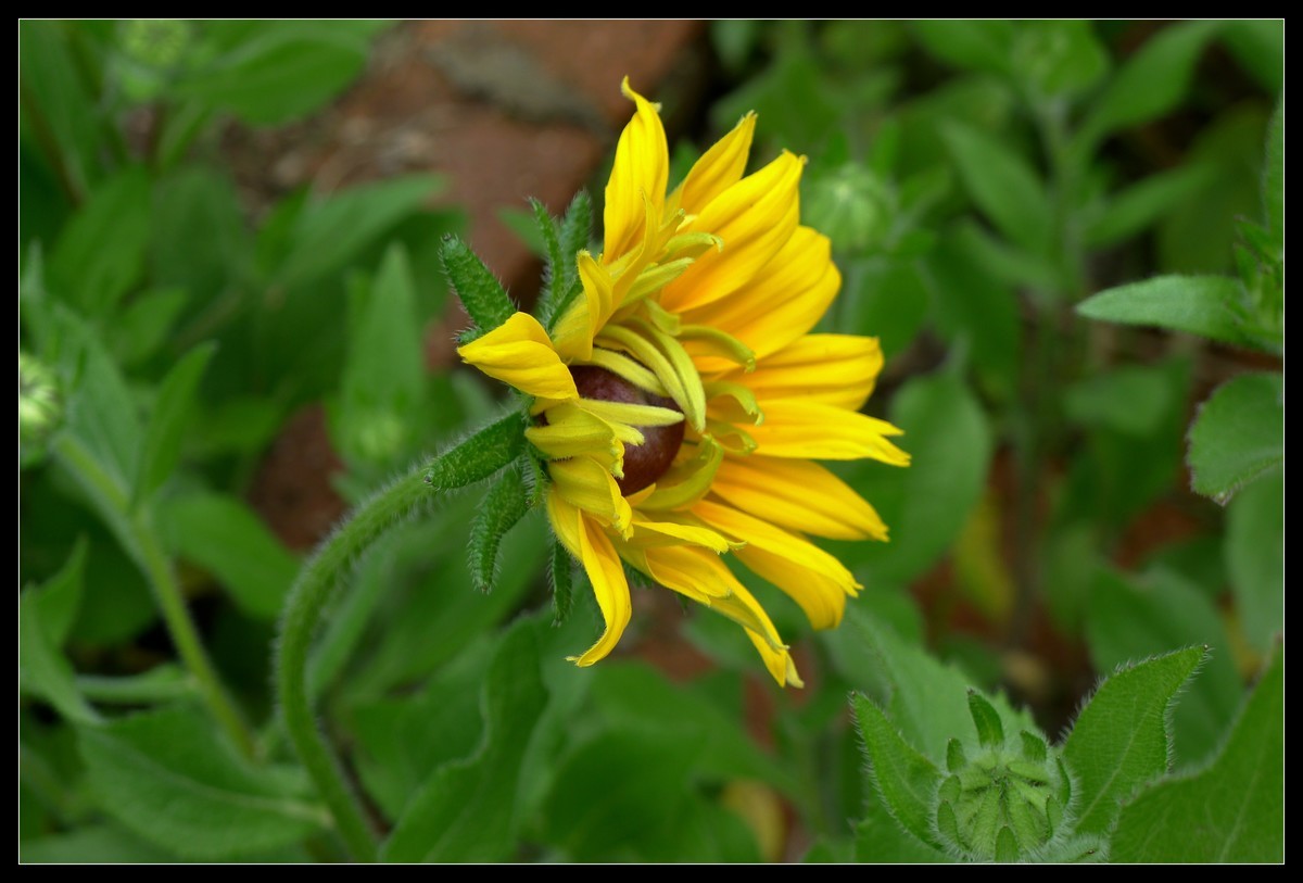 花花草草（一）