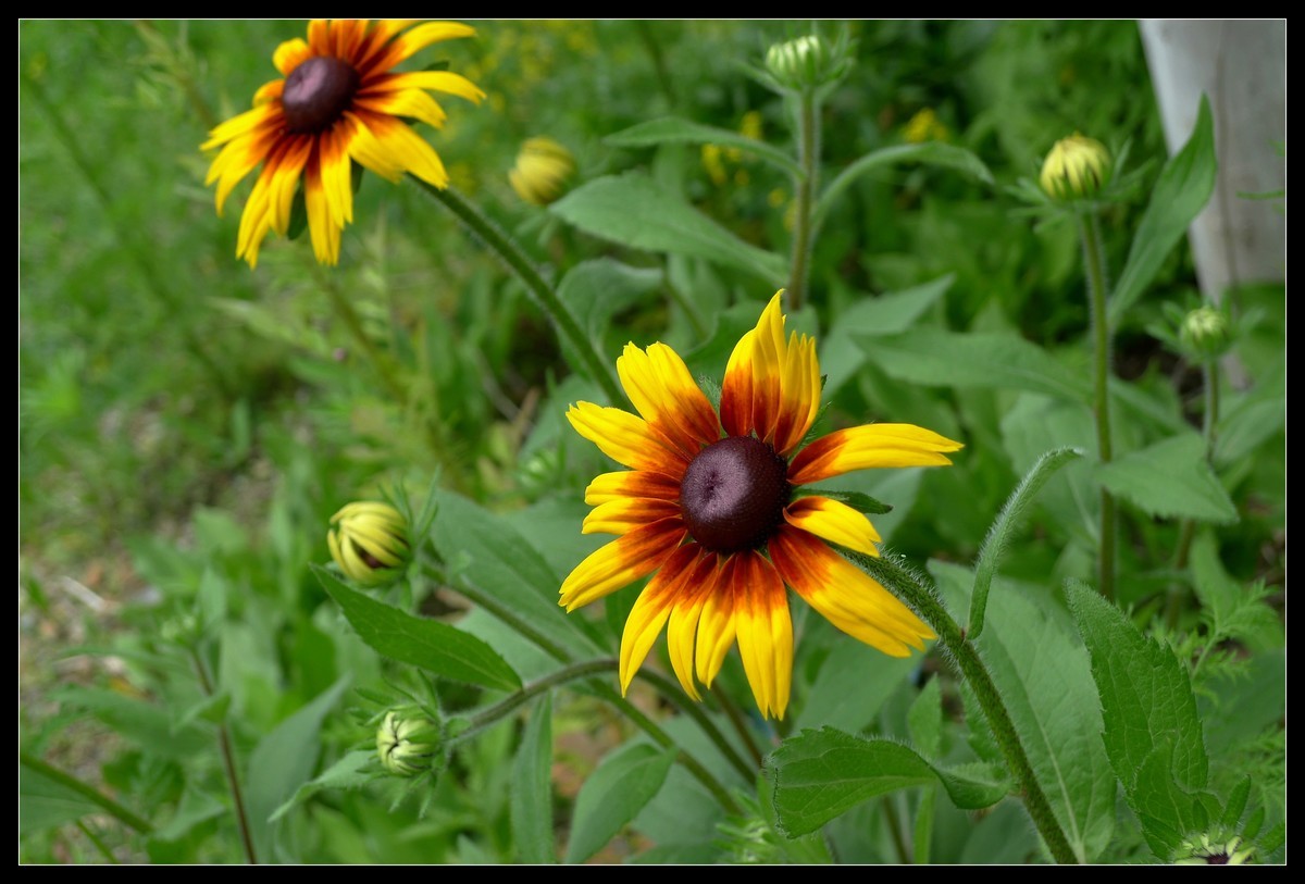 花花草草（一）