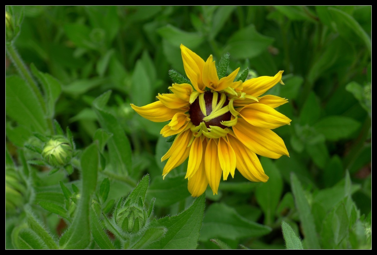 花花草草（一）