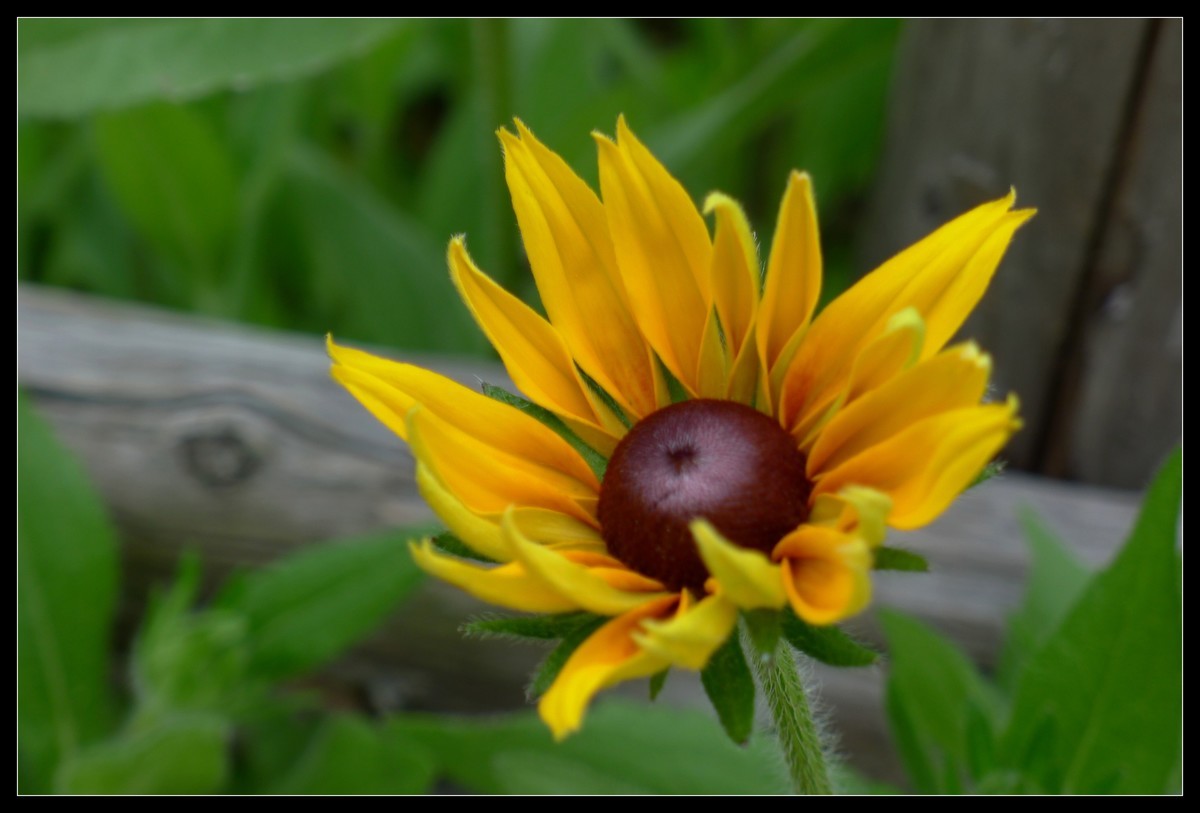 花花草草（一）