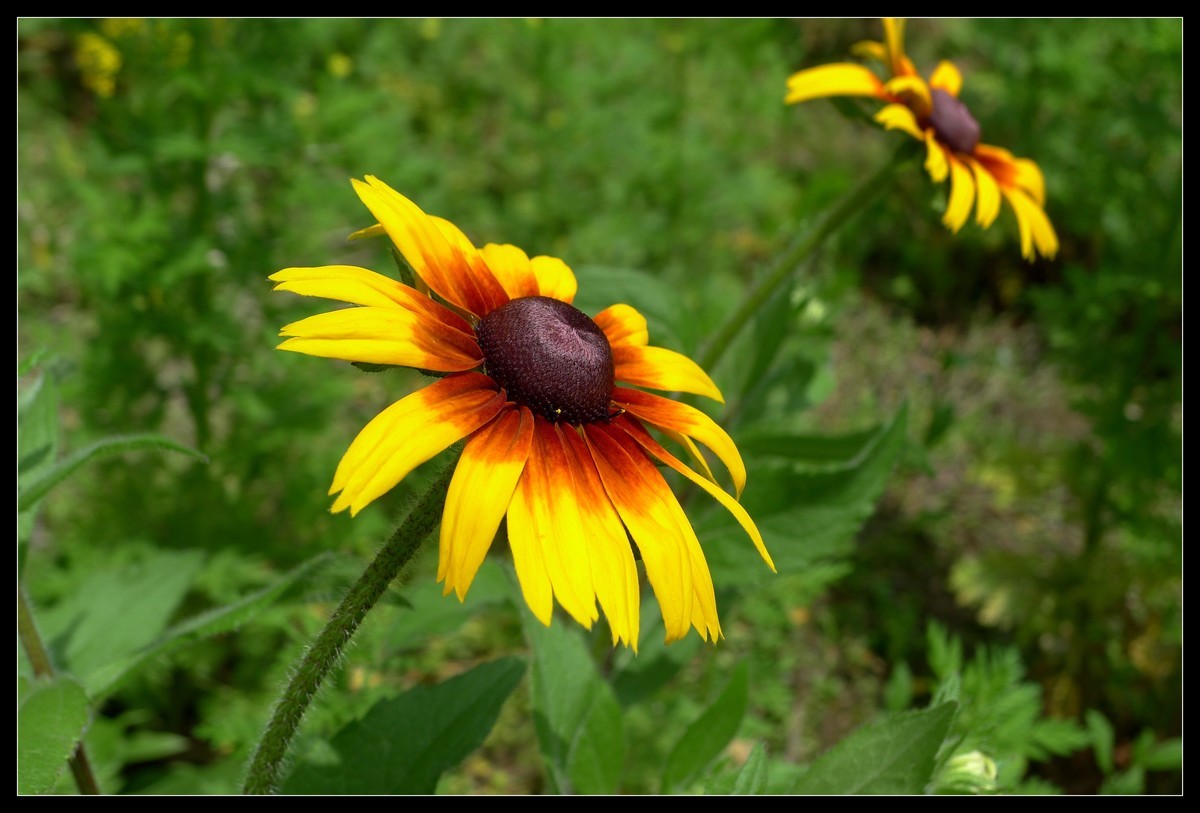 花花草草（一）