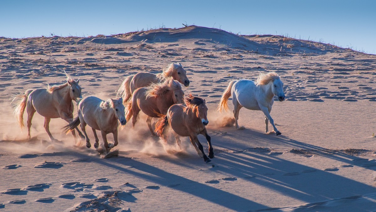 21.6 夏日的草原（三十五）------八骏奔腾