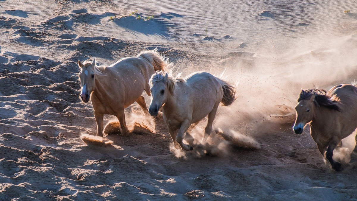 21.6 夏日的草原（三十五）------八骏奔腾
