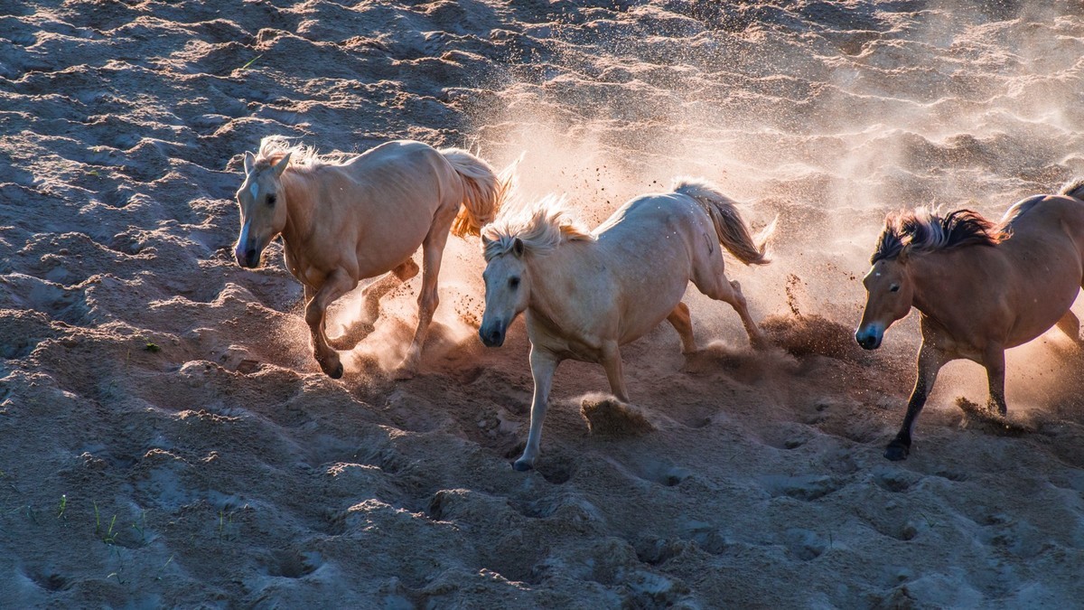 21.6 夏日的草原（三十五）------八骏奔腾