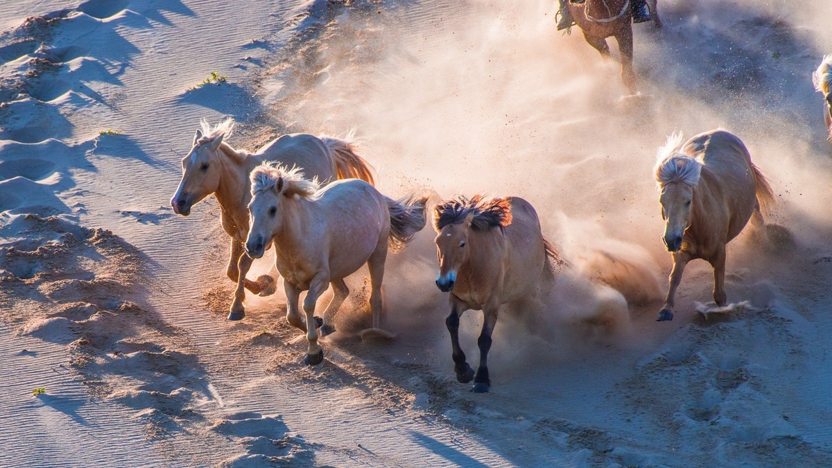 21.6 夏日的草原（三十五）------八骏奔腾