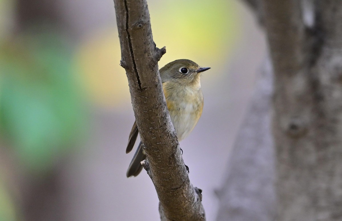 一组冬日拍的林鸟