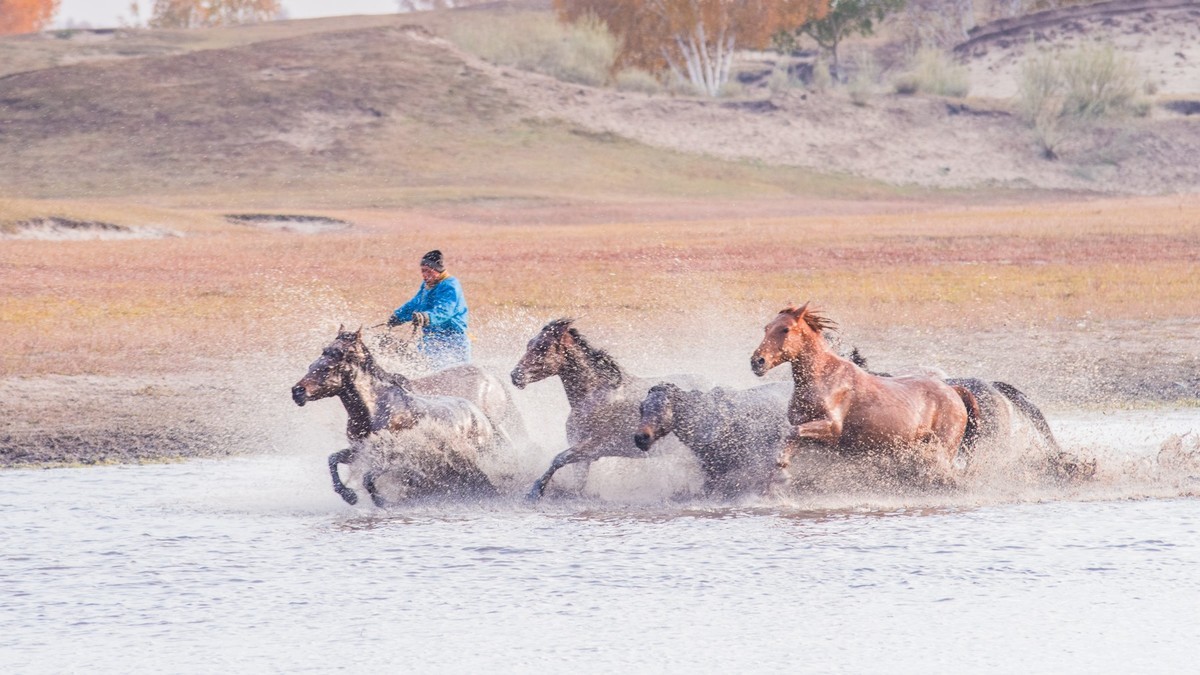秋天的克什克腾旗------疾马飞浪