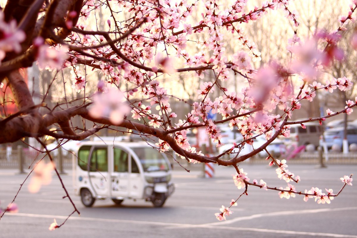 春天他破门而入，让人猝不及防（1）