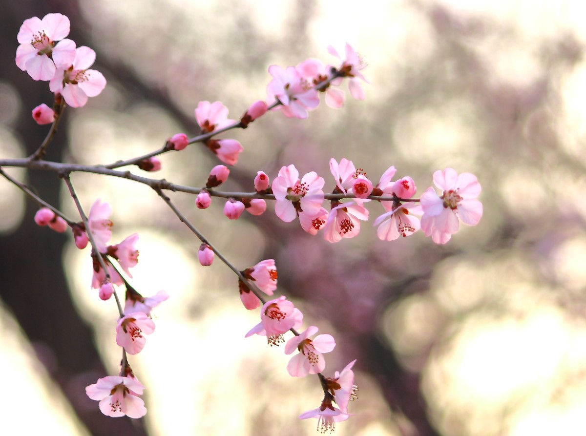 春天他破门而入，让人猝不及防（1）