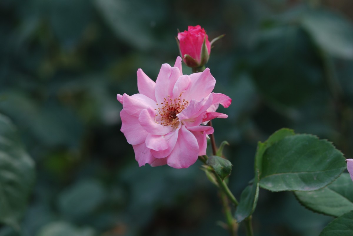 花儿（三）