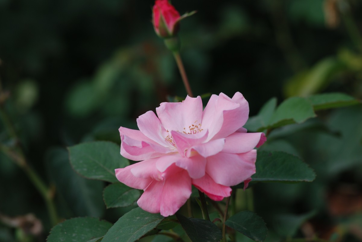 花儿朵朵开（二）