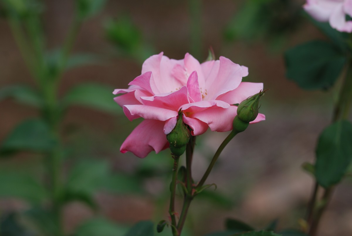 花儿朵朵开（二）