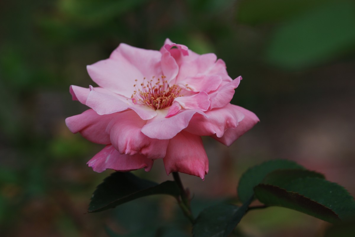 花儿朵朵开（二）