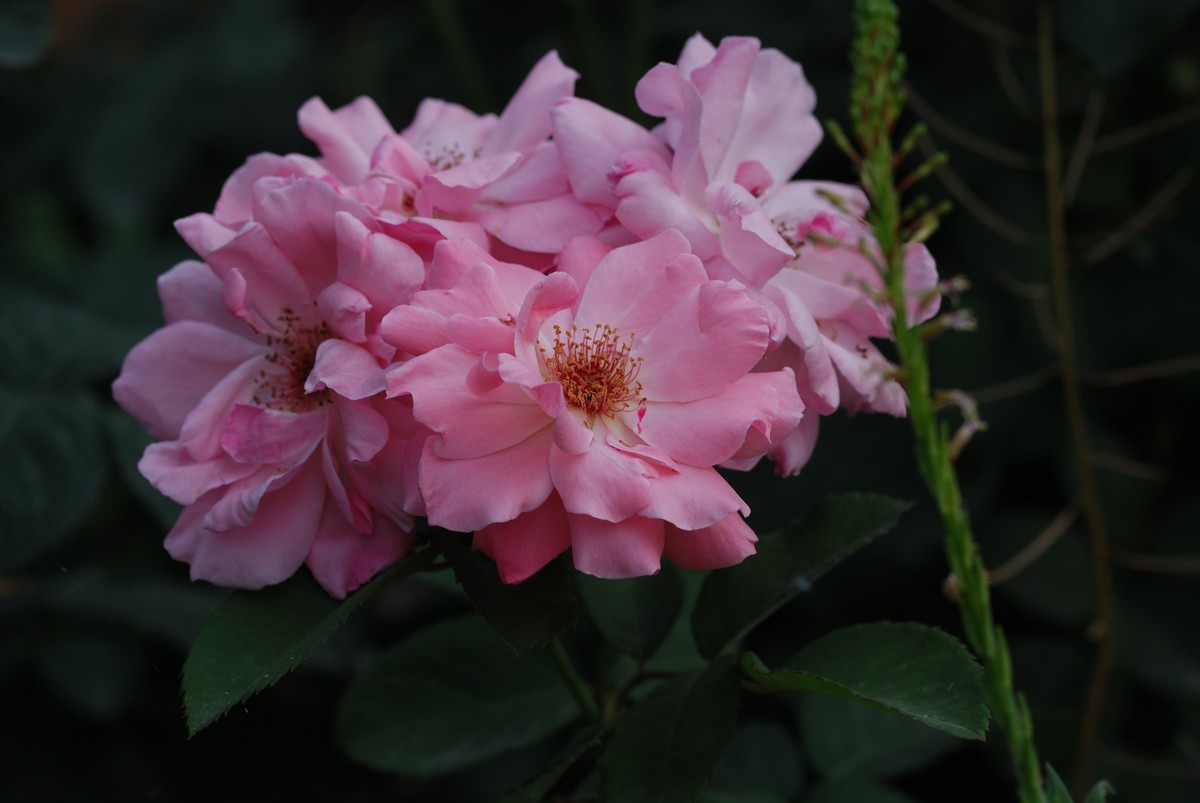 花儿朵朵开（二）