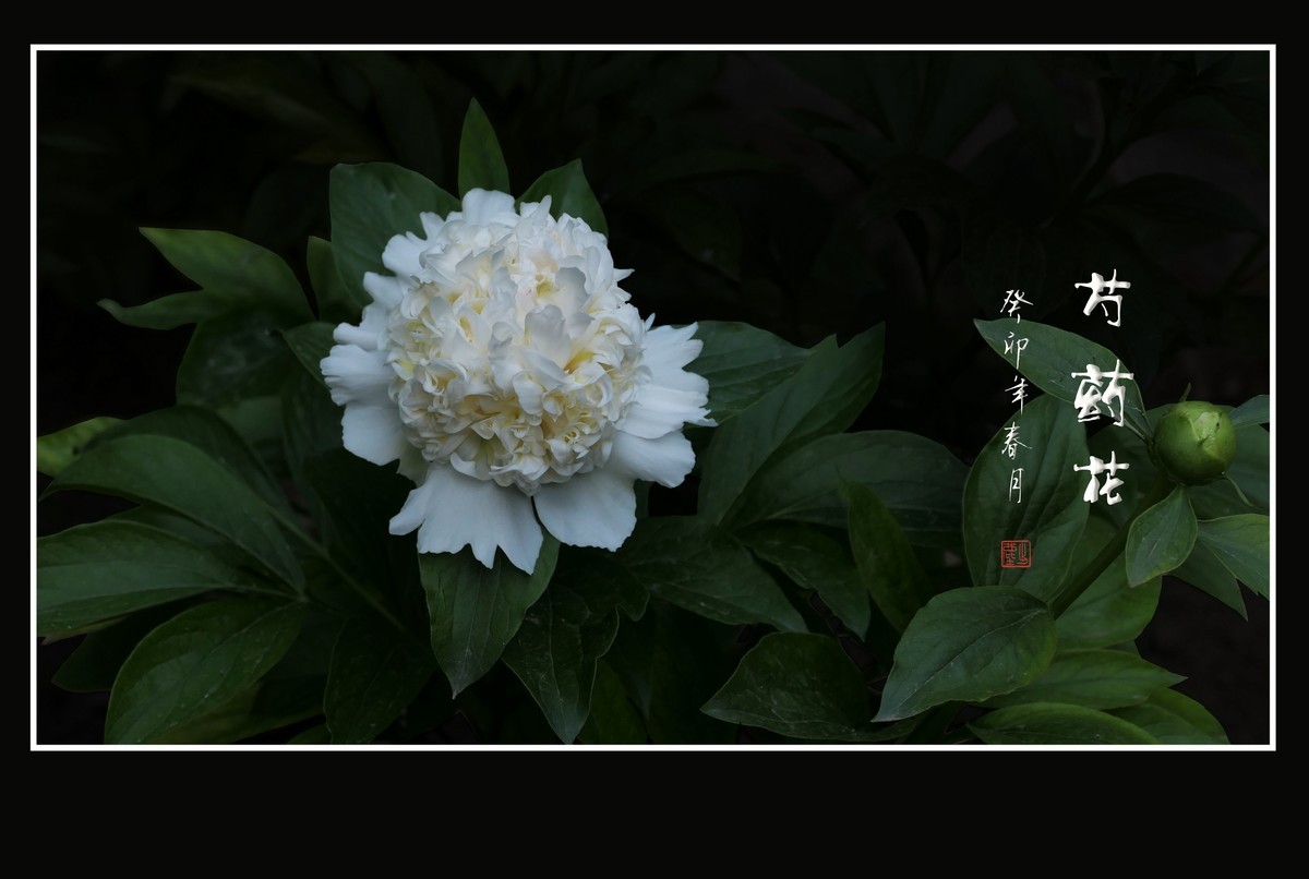 摄得栏中艳芍药，拨开老枝觅新枝。
