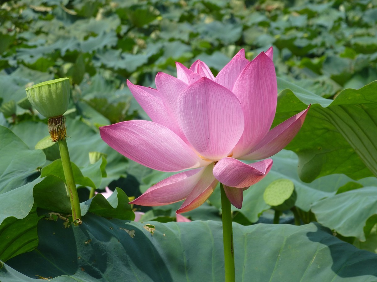 松下zs15 的库存片。