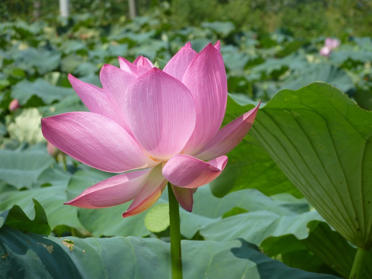 松下zs15 的库存片。