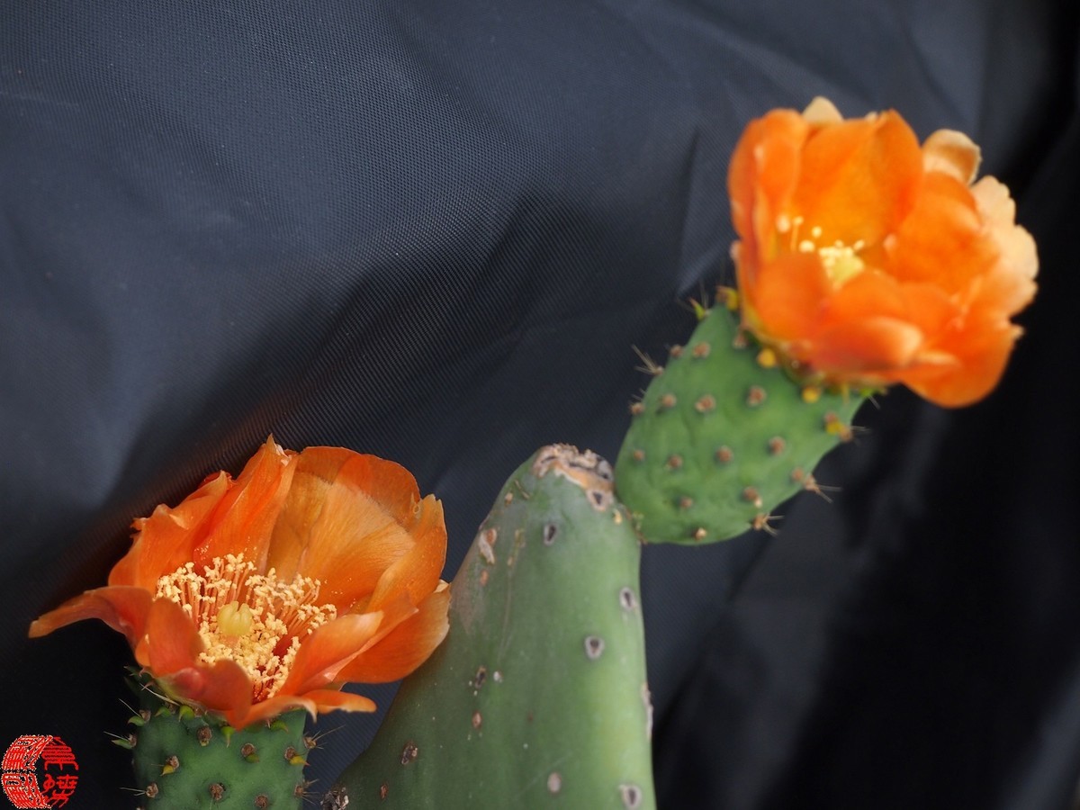 2023.5仙人掌花开（下）