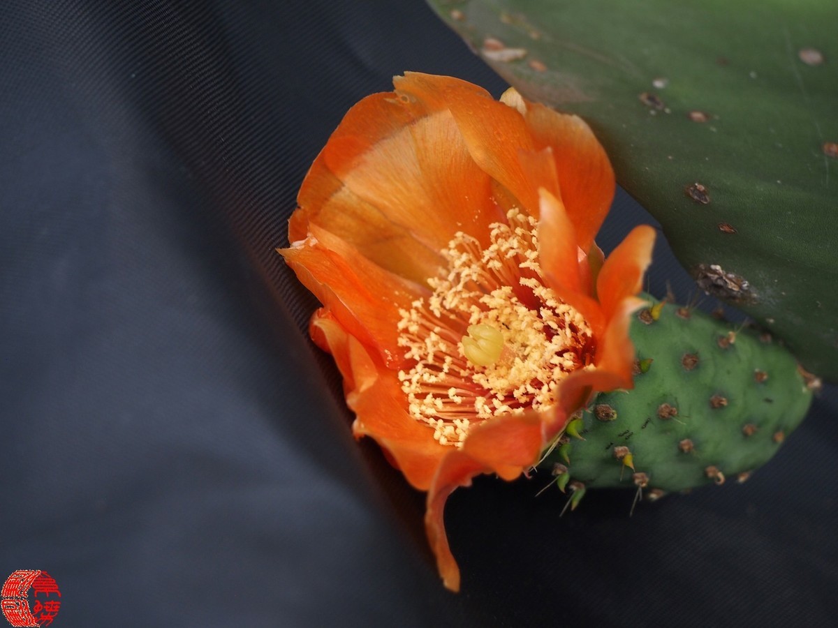 2023.5仙人掌花开（下）