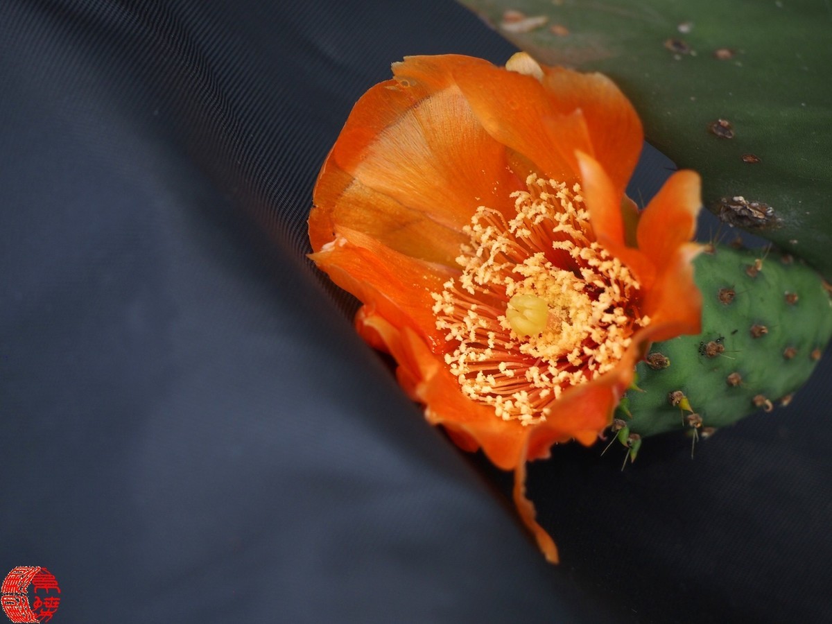 2023.5仙人掌花开（下）