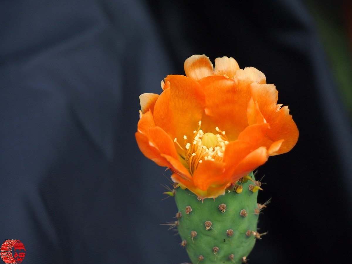 2023.5仙人掌花开（下）