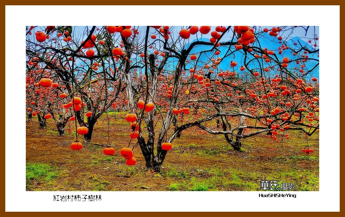 2021南行慢游（广西115）—红岩村柿子树林（桂林市恭城县）