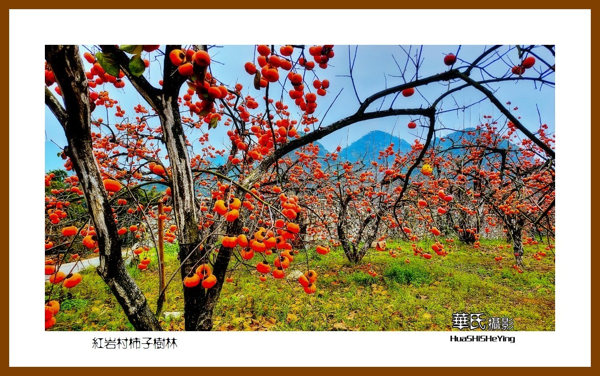 2021南行慢游（广西115）—红岩村柿子树林（桂林市恭城县）