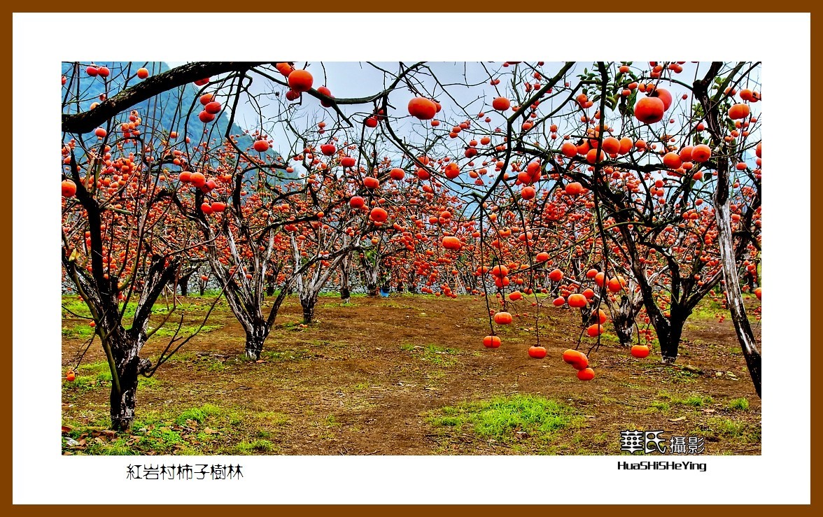 2021南行慢游（广西115）—红岩村柿子树林（桂林市恭城县）