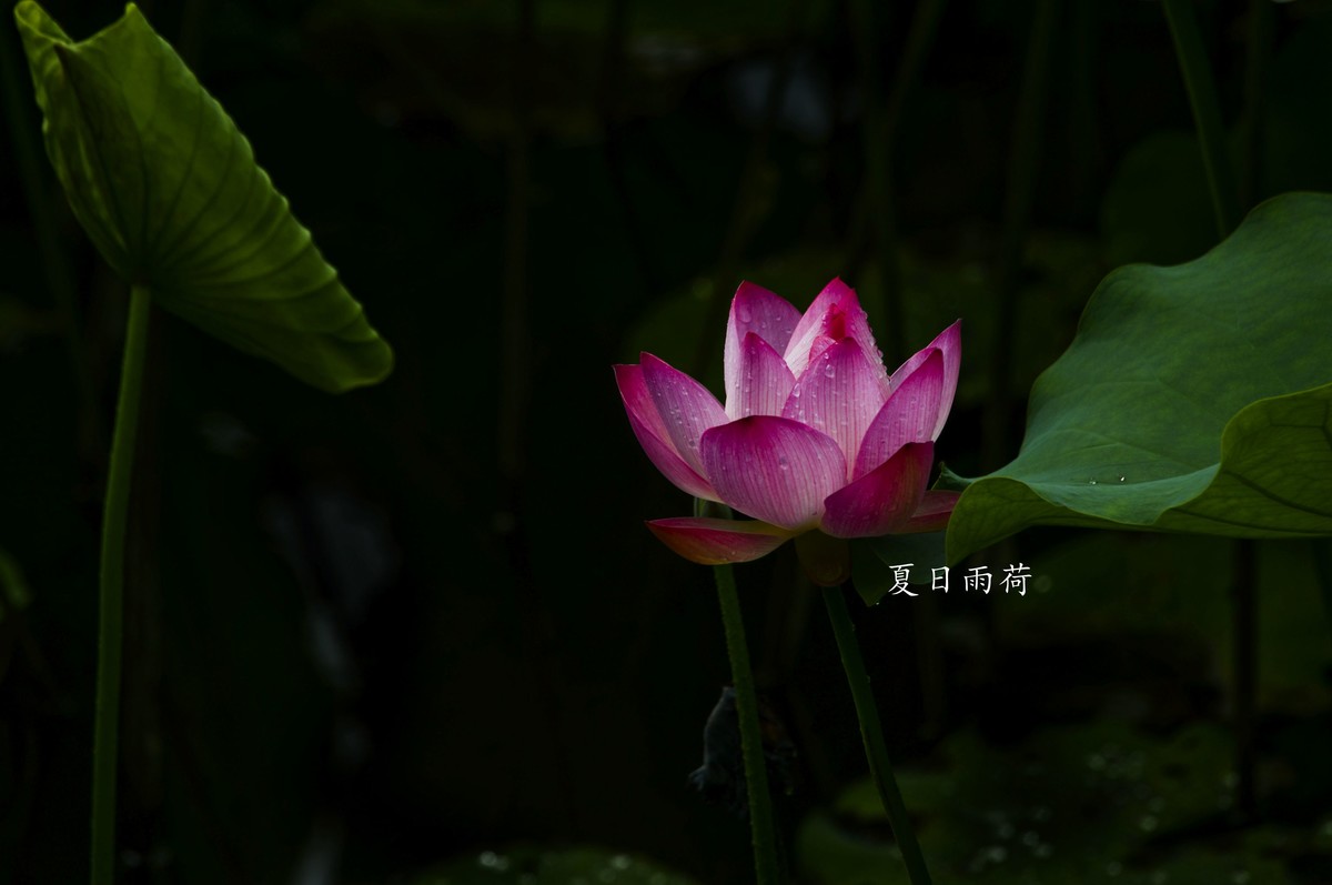 雨后娇荷（三）