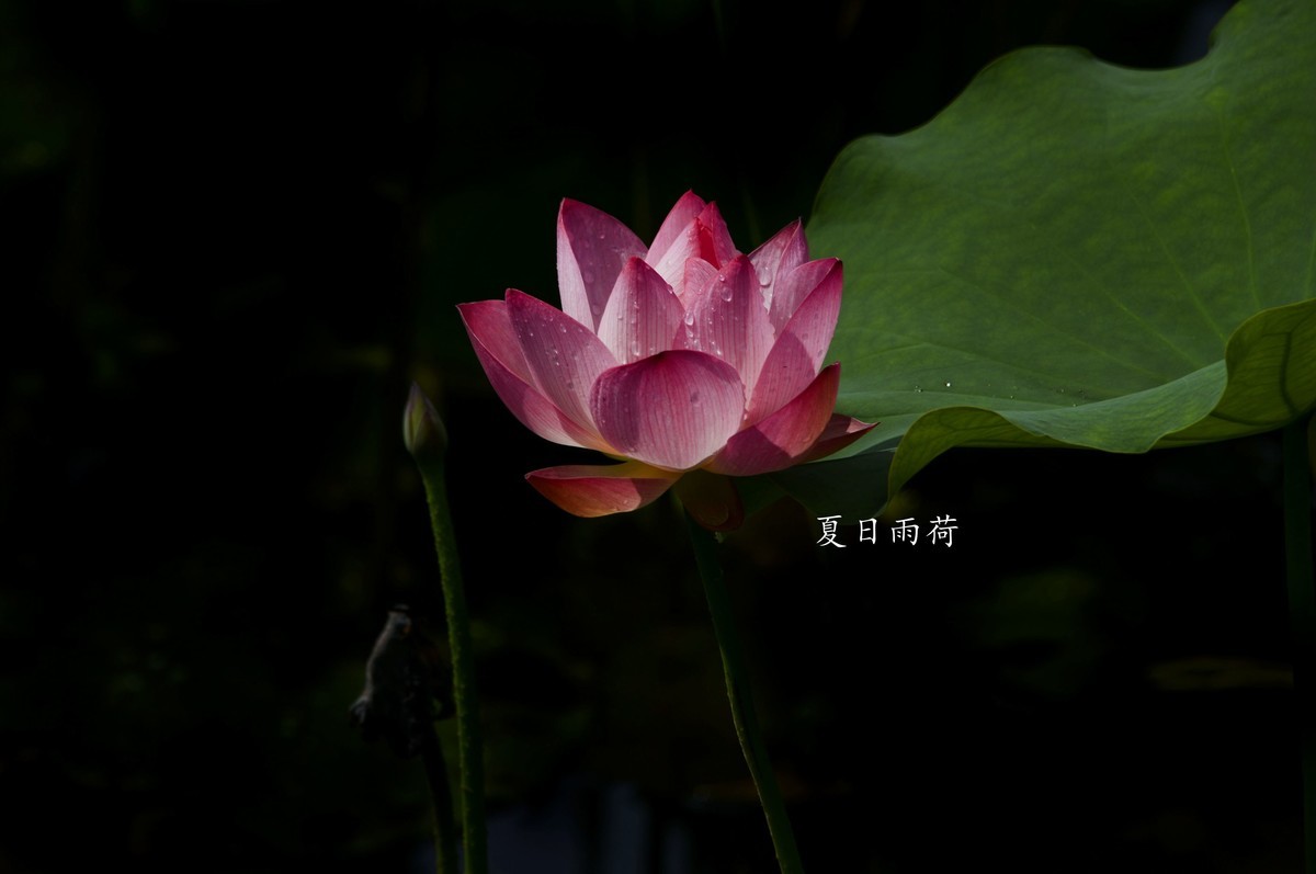 雨后娇荷（三）