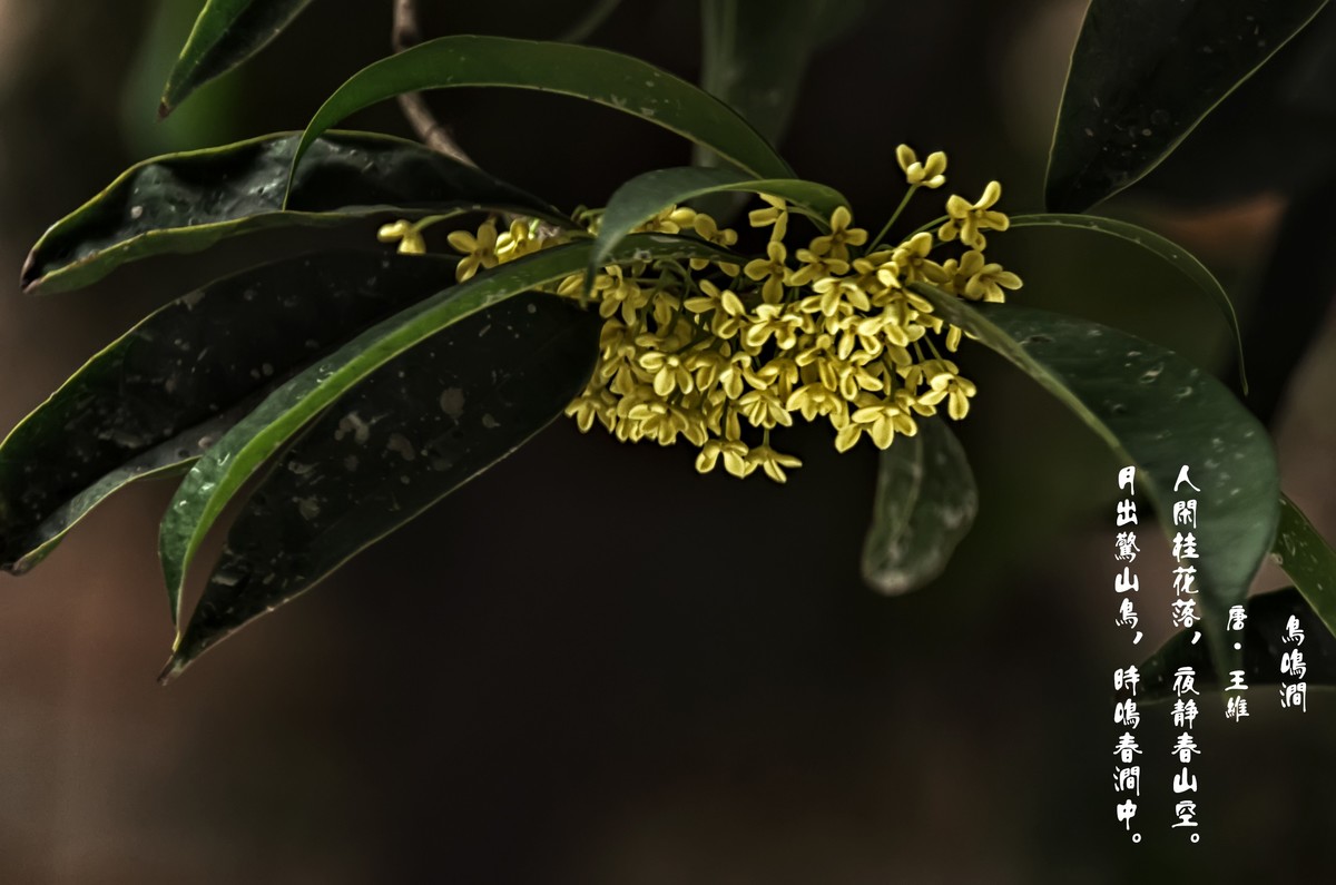 《桂      花 》（诗配画）（鸟鸣涧  唐· 王维）