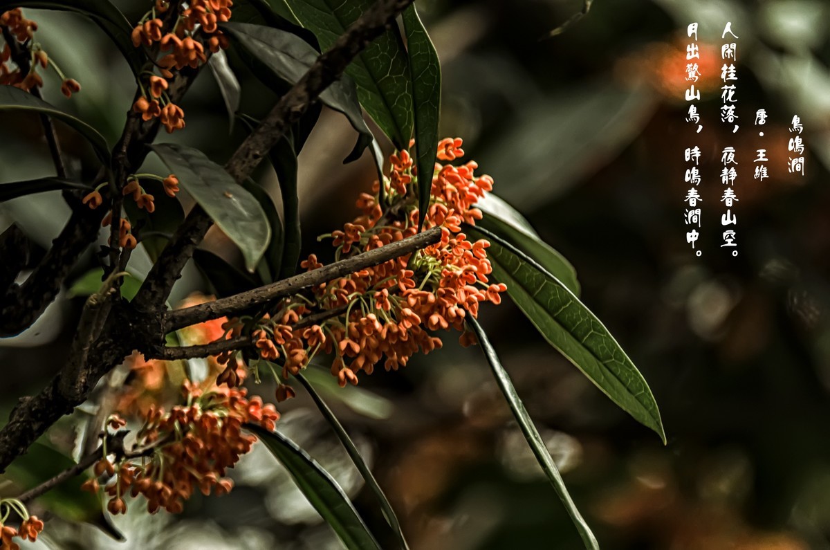 《桂      花 》（诗配画）（鸟鸣涧  唐· 王维）