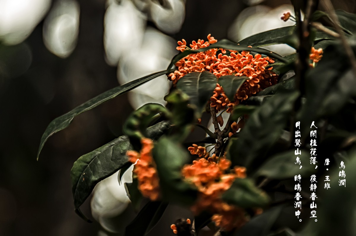 《桂      花 》（诗配画）（鸟鸣涧  唐· 王维）