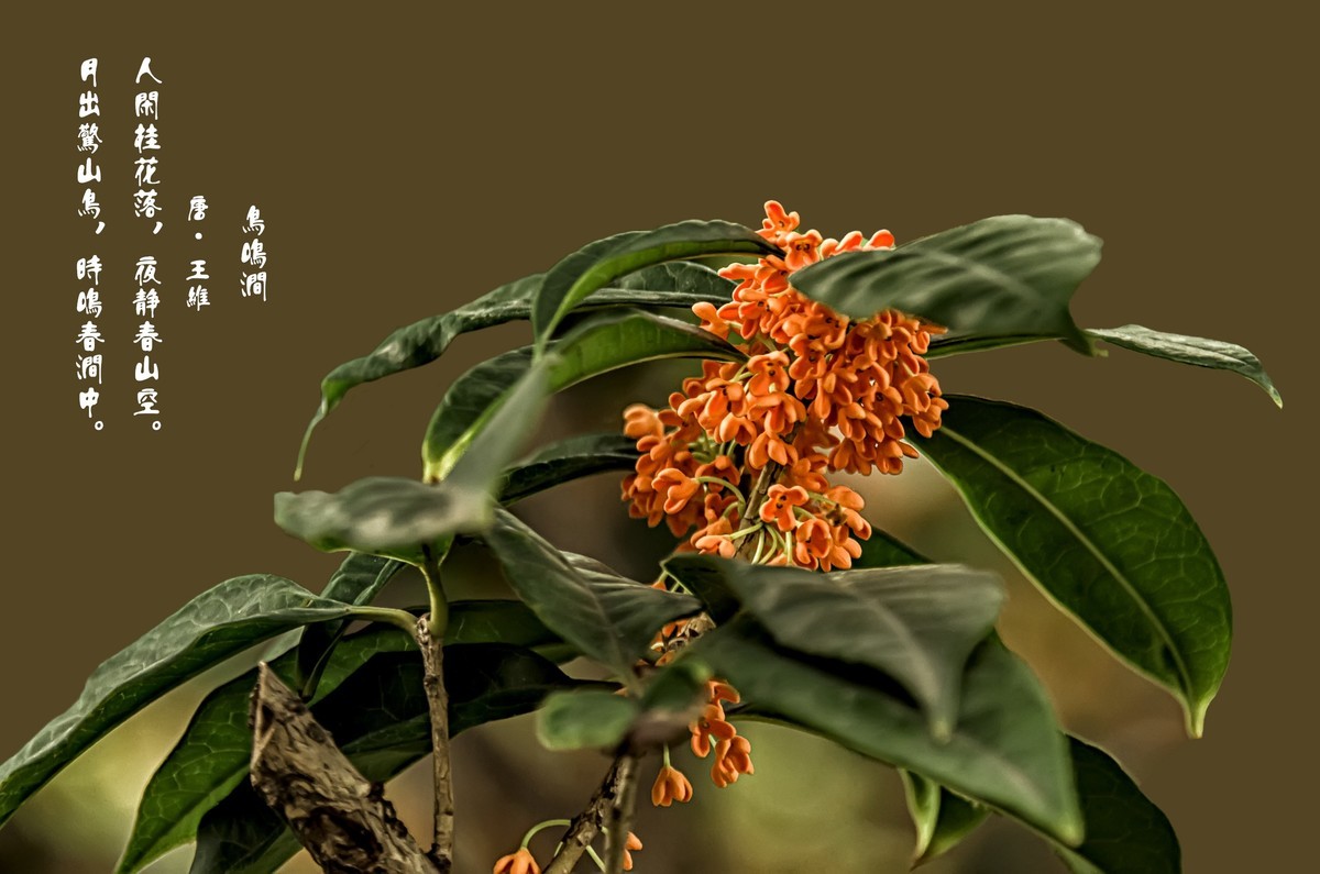 《桂      花 》（诗配画）（鸟鸣涧  唐· 王维）