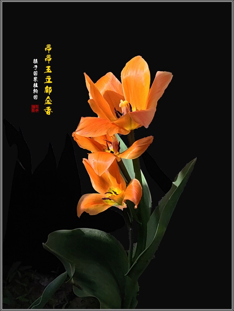 亭亭玉立郁金香240407