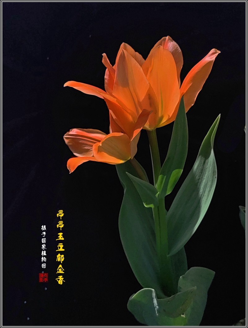 亭亭玉立郁金香240407