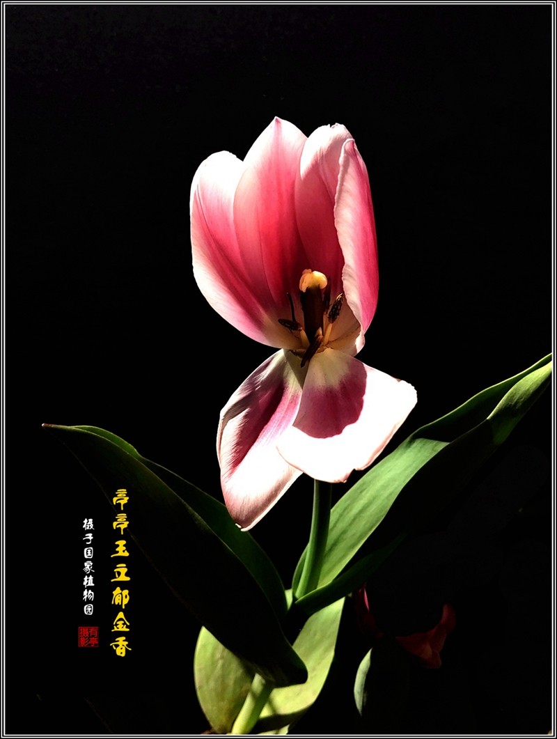 亭亭玉立郁金香240407