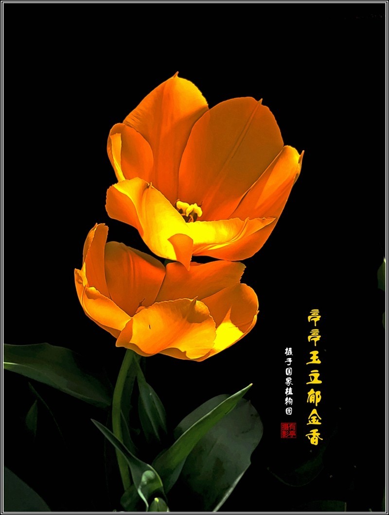 亭亭玉立郁金香240407