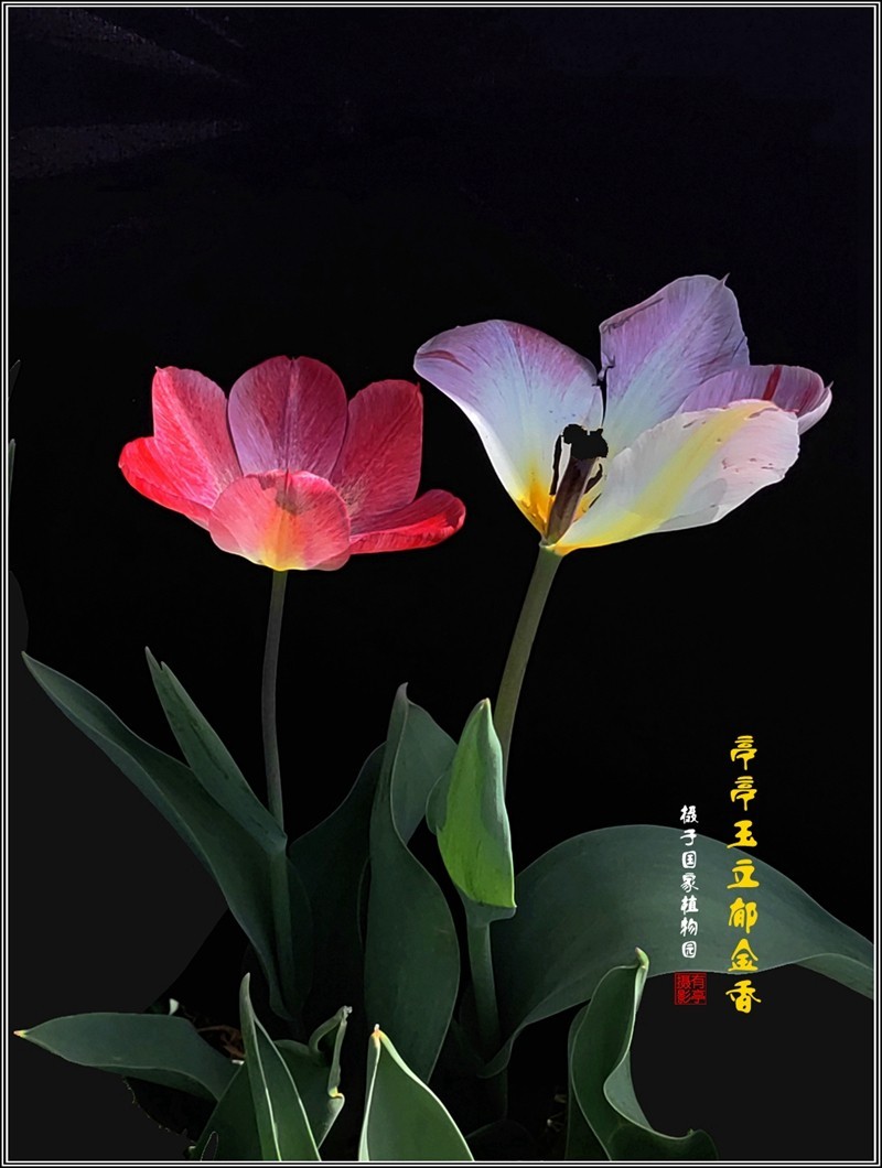 亭亭玉立郁金香240407