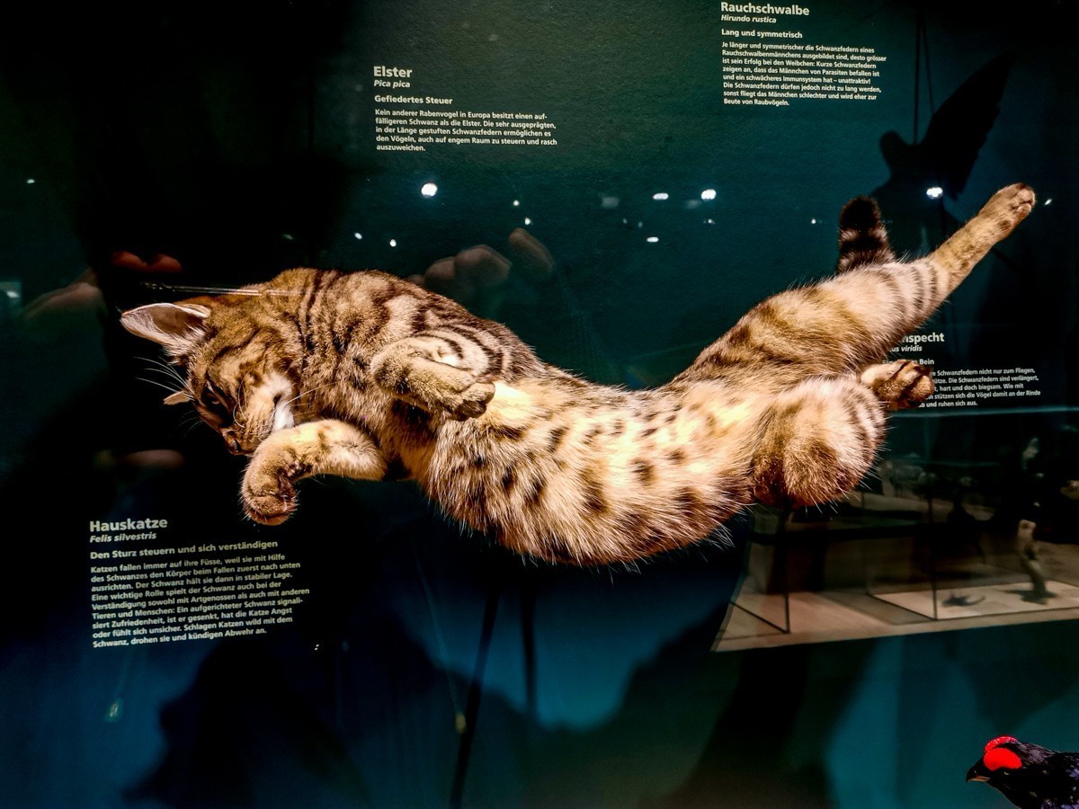 动物静摄（博物馆标本)