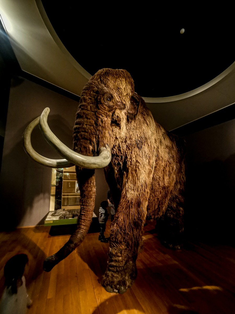 动物静摄（博物馆标本)