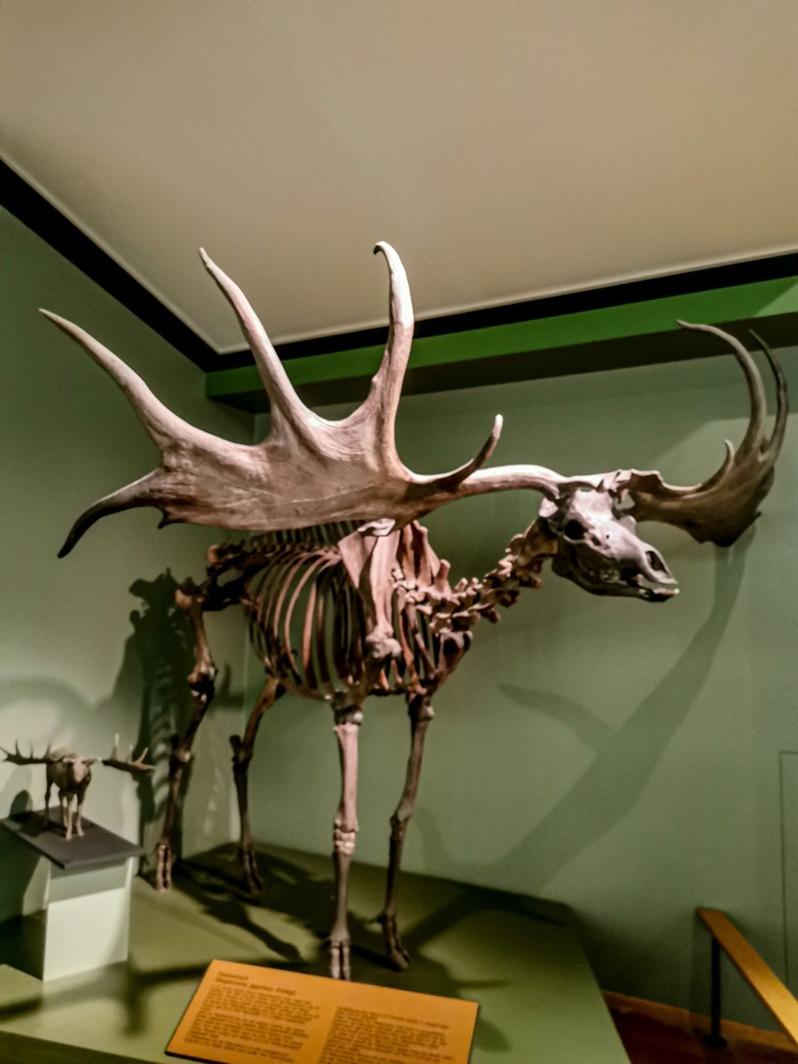 动物静摄（博物馆标本)