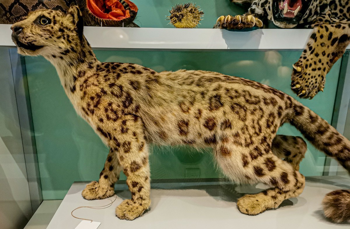 动物静摄（博物馆标本)